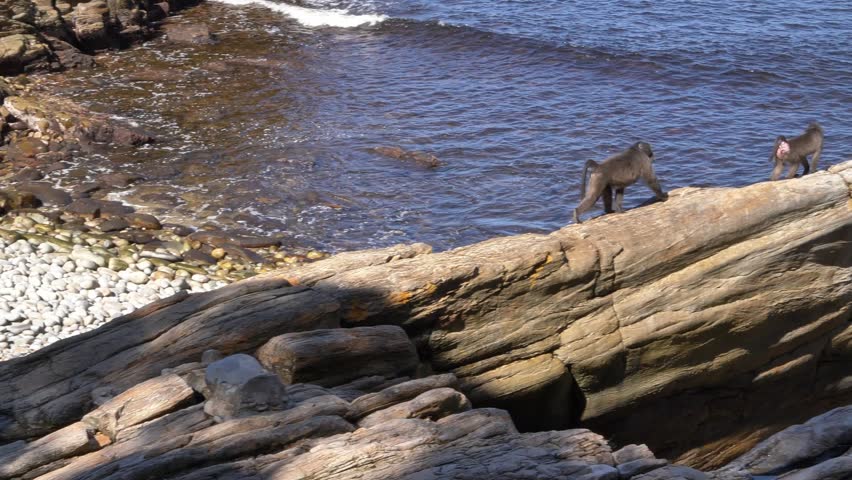 Wildlife footage of baboons navigating a rugged, sun-drenched rocky shoreline, with gentle waves lapping at the rocks below, at Storm’s River Mouth in Tsitsikamma National Park, South Africa.