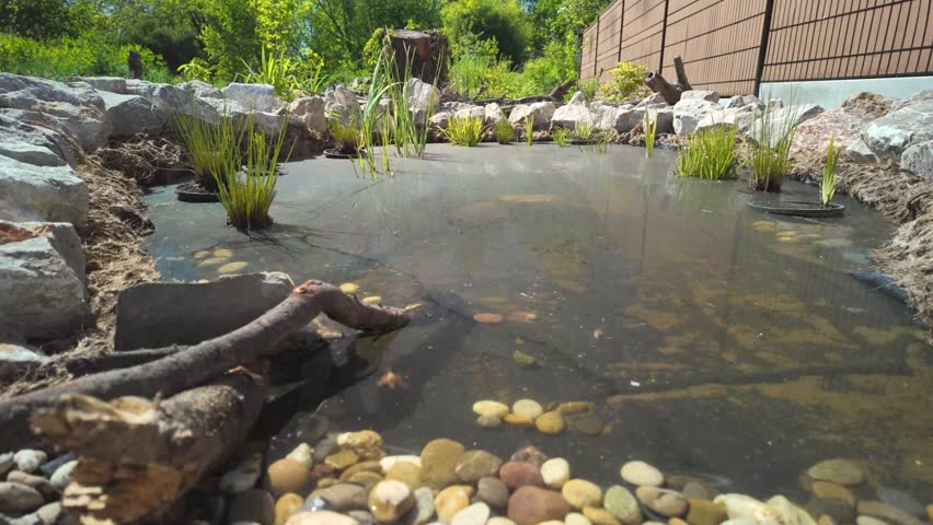 Busy garden pond with flying insects moving above shallow water and plants in a natural backyard habitat.