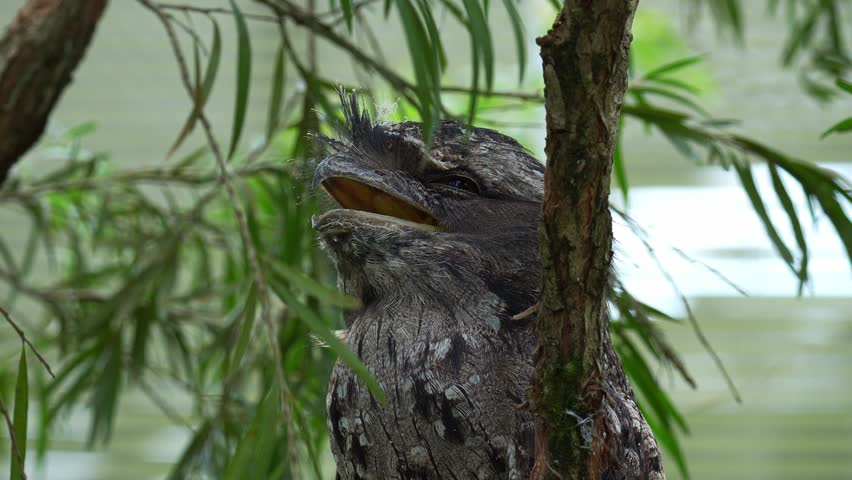 Close up shot of a Tawny frogmouth (Podargus strigoides) perches on tree branch with its mouth open, camouflaged among the tree bark and woodland forest environment.