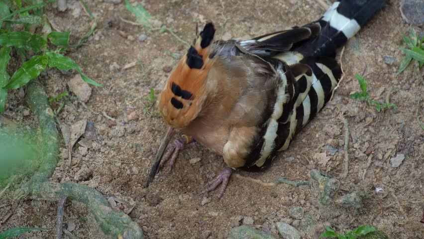 A Eurasian Hoopoe (Upupa epops) hammers the ground with its bill to find prey and dust bathing on the ground.