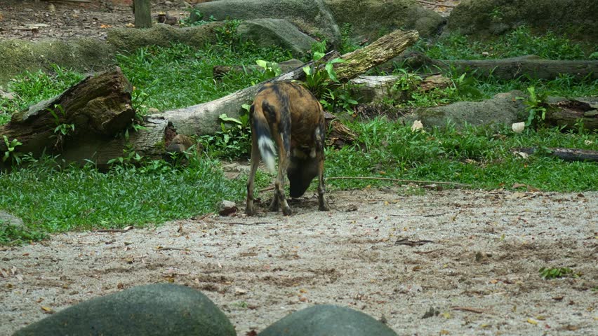 A African painted dog (Lycaon pictus) sniffs around, marking its territory, close up shot.