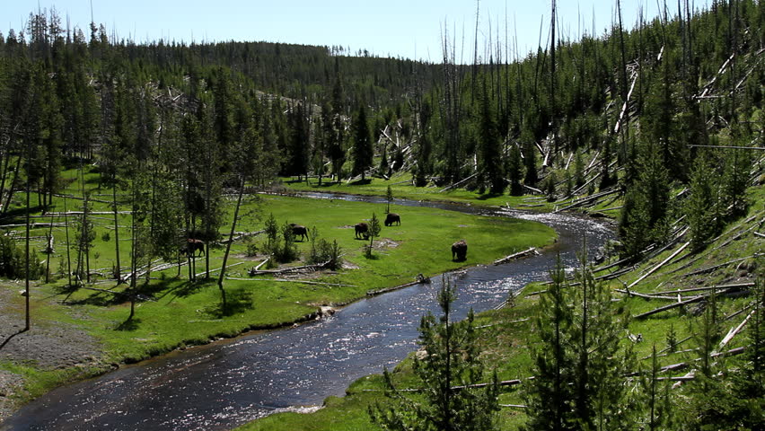 Scenic valley view with a small herd of bison grazing along a winding river. The expansive landscape features green meadows, forested hillsides, and traces of fallen trees. A wide natural panorama capturing the peaceful rhythm of wildlife in Yellowstone National Park.