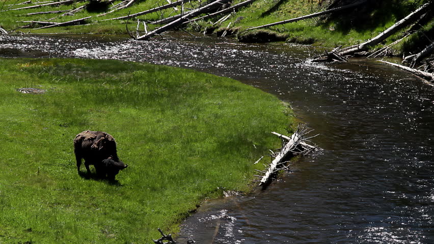 Single American bison grazing quietly near the riverbank in a forest clearing. The surrounding meadow and pine forest create a classic American West landscape. Sunlight illuminates the animal’s massive form, emphasizing the strength and serenity of this iconic national park species.