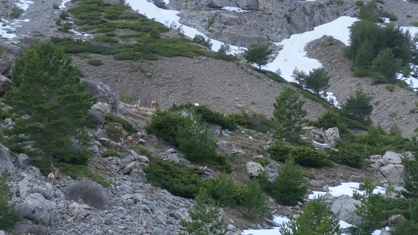 Pyrenean chamois (Rupicapra pyrenaica) in winter in the Aragonese Pyrenees. La Jacetania region, Huesca, Aragon, Spain, Europe.