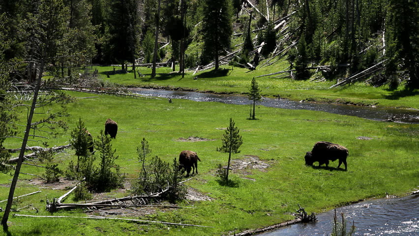 American bison grazing quietly near the riverbank in a forest clearing. The bright green meadow contrasts with the flowing water and scattered fallen trees. This intimate wildlife moment reflects the calm and expansive nature of Yellowstone’s protected wilderness.