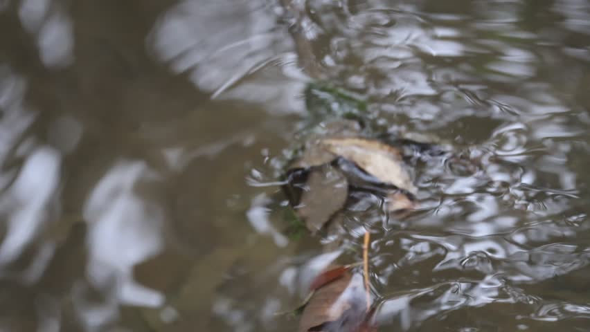 a creek flows slowly over old leafs