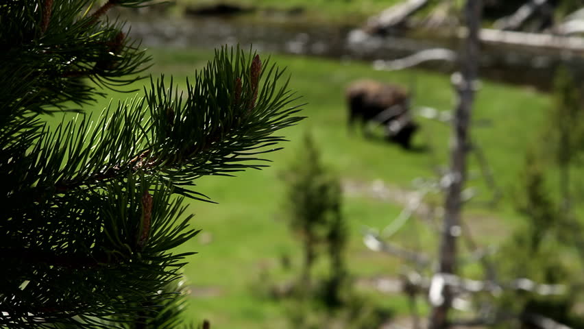 Bison grazing near river in Yellowstone National Park, across a lush green meadow surrounded by pine forest and fallen trees. Bright summer daylight highlights the natural wilderness and untouched landscape of the American West.