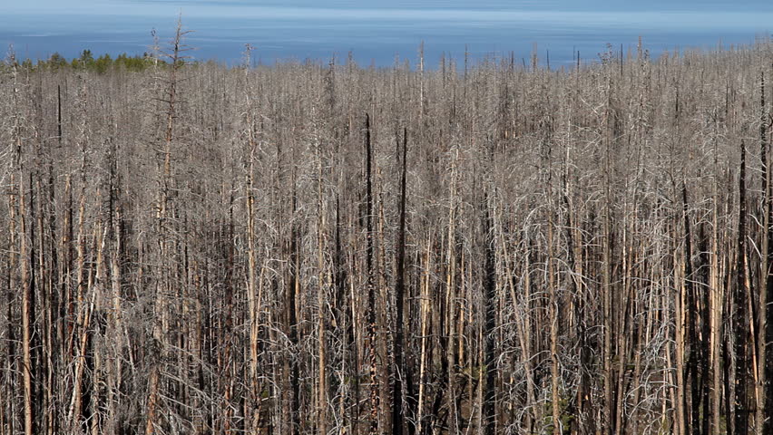 Charred tree trunks after wildfire in Yellowstone National Park. The textured bark and standing deadwood reveal the lasting impact of fire while the open landscape suggests natural recovery over time in this protected environment.