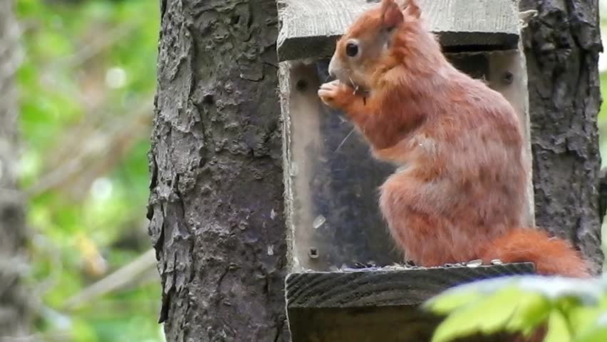 Red squirrel eating seeds from woodland feeding box as second squirrel surprise interrupts