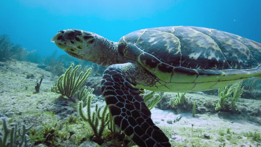 sea turtle swimming in the sea