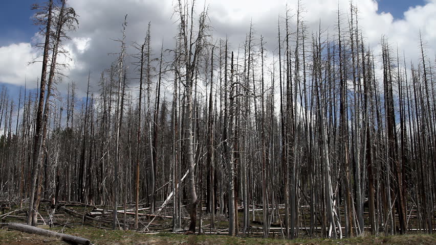 Burned tree trunks and wildfire aftermath in Yellowstone forest. Standing deadwood contrasts with open sky and recovering vegetation. The scene reflects both environmental impact and natural regeneration within this vast American wilderness.