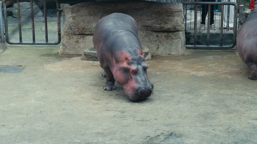 Chongqing Two Hippopotamuses Standing in Zoo Enclosure on Concrete Ground Close Up Daytime(2)