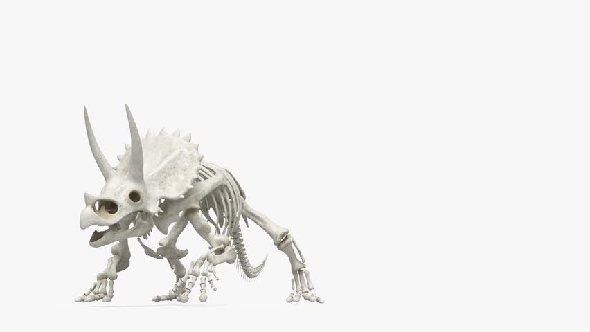 Triceratops skeleton running with heavy prehistoric motion, showing articulated bone structure and dynamic dinosaur anatomy in movement. Educational visualization suitable for paleontology, science, and prehistoric concepts.

