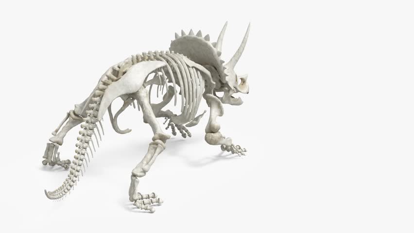 Triceratops skeleton attacking with powerful forward motion, lowering its horns and charging aggressively while showing articulated prehistoric bone structure. Dynamic dinosaur visualization suitable for paleontology, science, and prehistoric action concepts.

