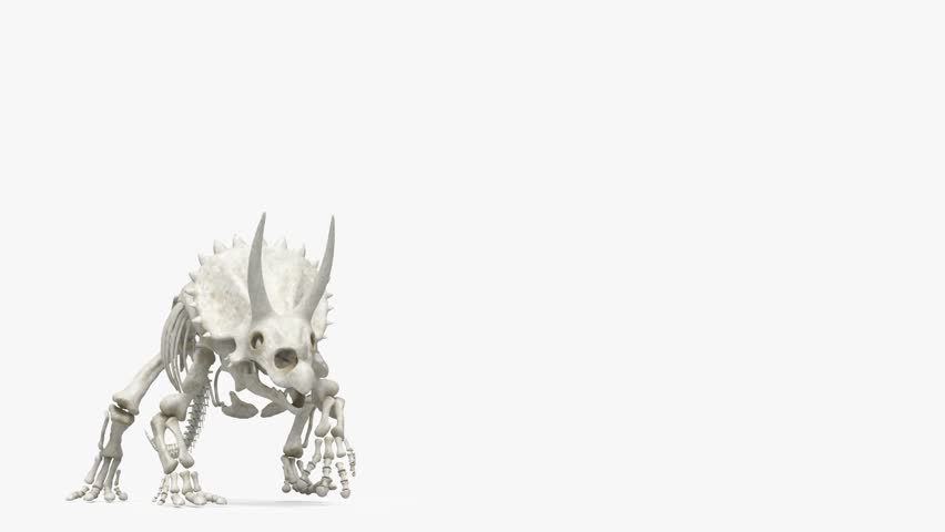 Triceratops skeleton walking steadily, showing articulated bone movement and detailed prehistoric anatomy in motion. Educational dinosaur visualization suitable for paleontology, science, and prehistoric concepts.

