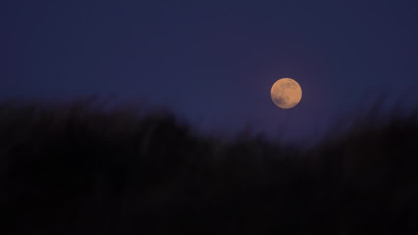 Full Golden Moon Rising Over Grassy Hill Against Dark Blue Night Sky

A magical summer night scene featuring a large golden moon rising above the silhouette of a grassy hill under a deep blue twilight sky.