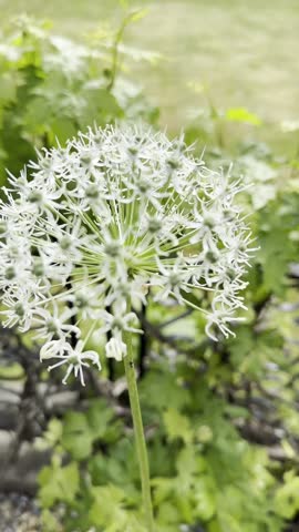 A right hand is holding blooming white allium