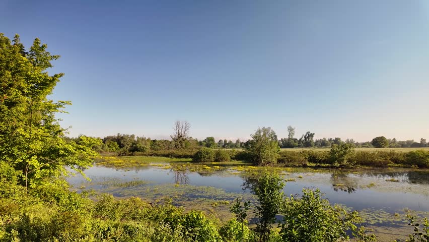 Swamp with forest, summer time