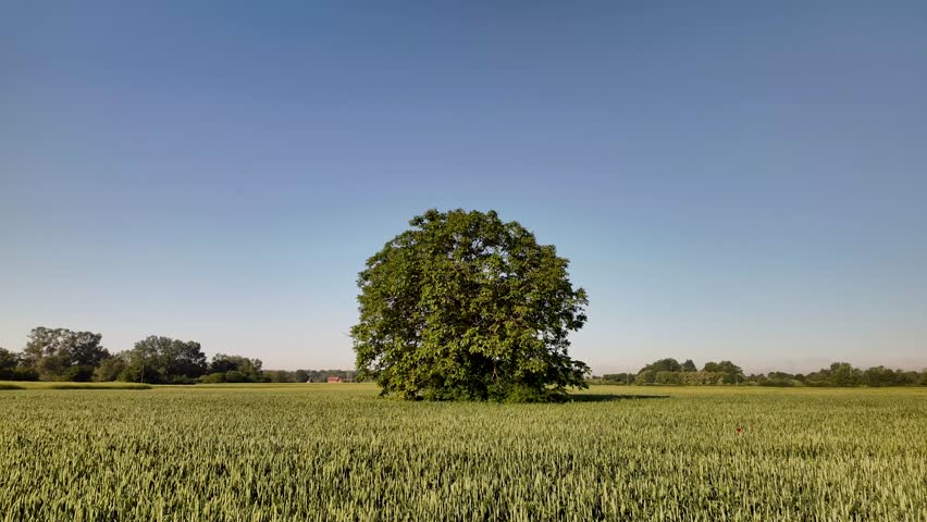 lonely tree in the middle of the grain field