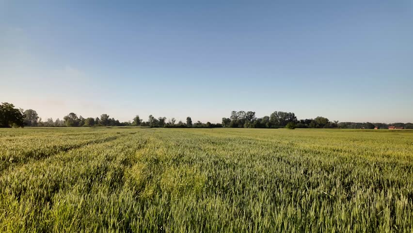 Field of grain, wheat, green and blue sky