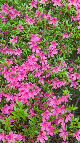 Vibrant pink azalea flowers in full bloom swaying in the gentle spring breeze.