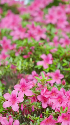 Close up of vibrant pink azalea flowers in full bloom swaying in the gentle spring breeze.