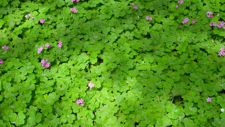 Dappled sunlight gently swaying above a field of Oxalis.