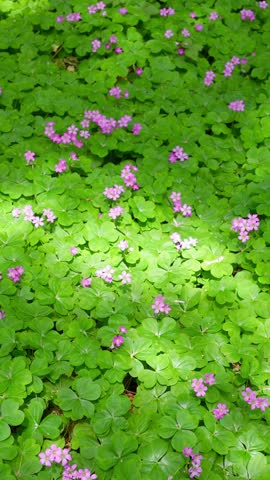 Dappled sunlight gently swaying above a field of Oxalis.