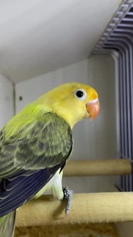 Close up of a beautiful yellow and green lovebird perched on a wooden branch