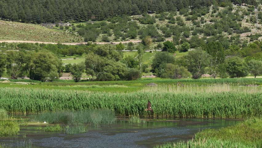 A bird of prey gliding over the green marshes and the flowing stream.