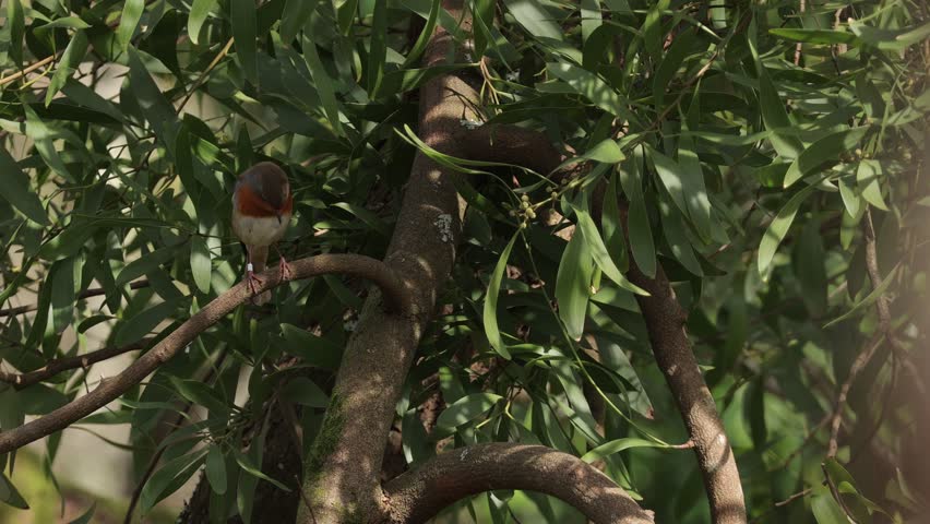 European robin (erithacus rubecula) singing on a acacia tree branch.