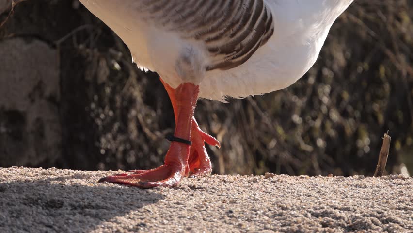 Goose feet next to a river shot in slow motion.