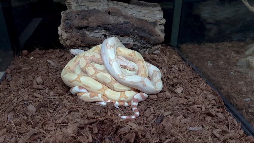 Three Mexican boas in their enclosure one on top of the other.