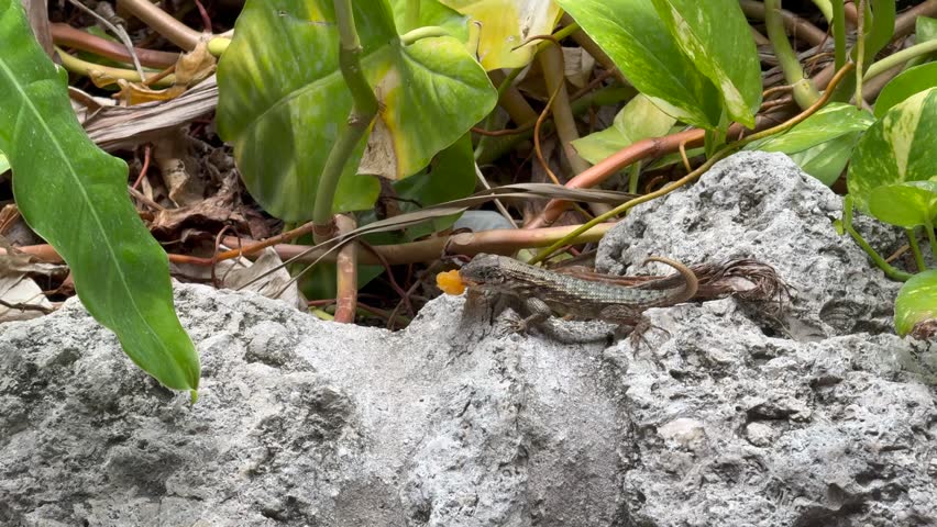 Brown anole on Islamorada, Florida Keys, feasting on a piece of fruit