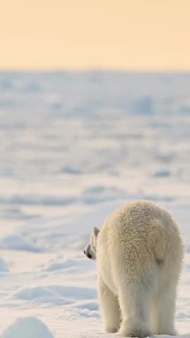 This high-quality stock footage captures the life of a polar bear (Ursus maritimus) in its natural Arctic habitat covered in ice and snow.