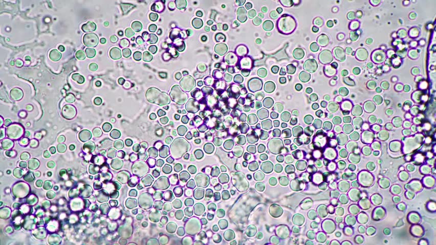 Scientific Bacteria Motion Background Under Microscope