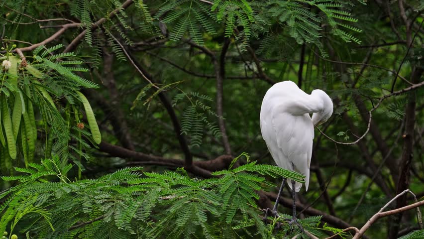 Eastern Cattle Egret preening feathers in green tree foliage, Ardea coromanda cleaning plumage with fluff flying, natural wildlife behavior in tropical forest environment, animal Slow motion.
