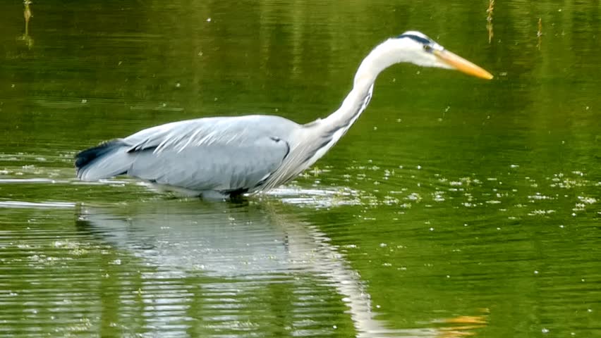 A grey heron stalks prey in the green, sunlit, shallow water of a lake. The heron