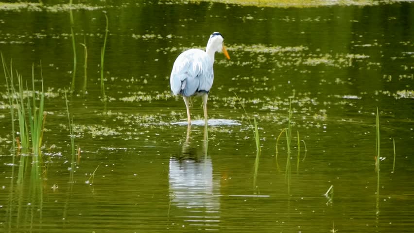 A grey heron stalks prey in the green, sunlit, shallow water of a lake. The heron