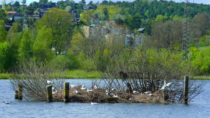 nesting island on local pond full of laughing gull