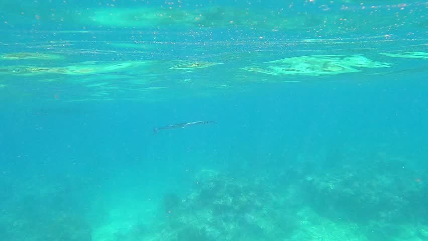 Needlefish swimming in the Great Barrier Reef, the world