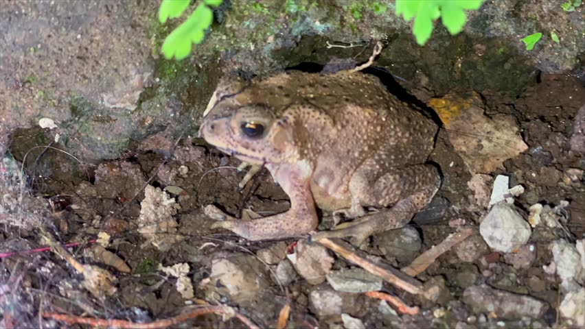 Close up of a wild toad opening its mouth on the ground near rocks
