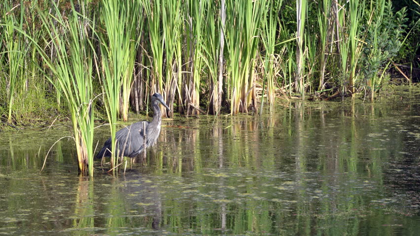 Heron Preening and Hunting 4K UHD. A Great Blue Heron hunting in the shallow water of a pond. 4K. UHD.
