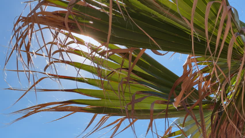 Sunlight piercing through green tropical palm frond with dry fiber strand against bright blue sky, sunny exotic vegetation paradise scene