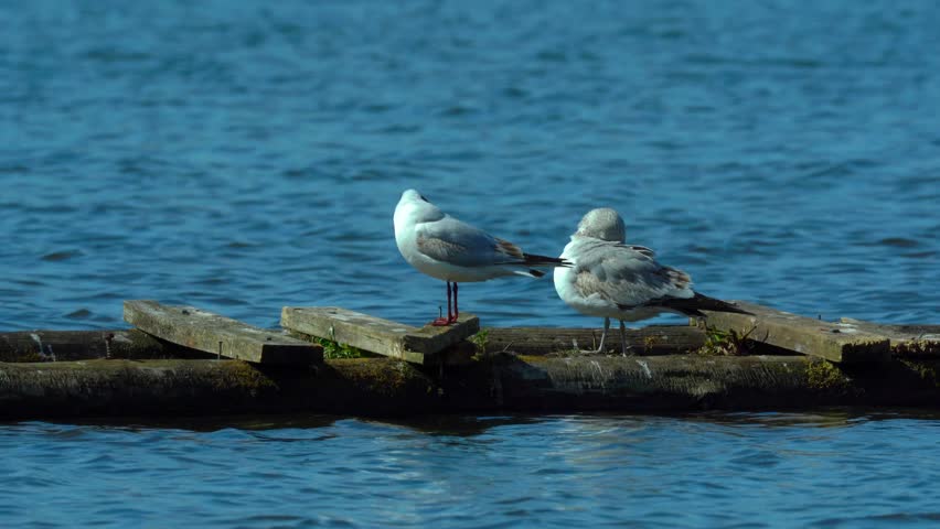dayly higiene of laughing gull standing on wood platform