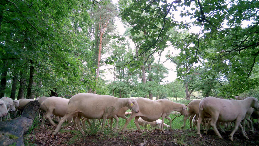 Flock of Sheep, Auvergne, France.