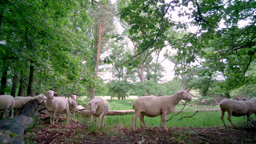 Flock of Sheep, Auvergne, France.