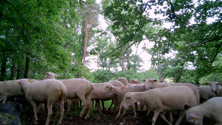 Flock of Sheep, Auvergne, France.