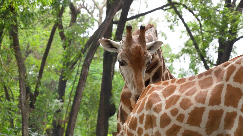 A giraffe