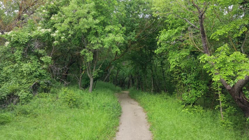 Drone footage flying above narrow forest trail with vibrant green vegetation and calm outdoor natural atmosphere.